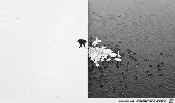 Tiere im Wasser Tiere im Wasser