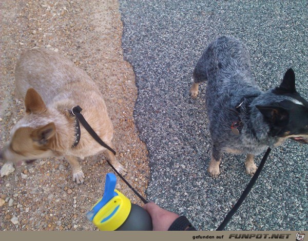 Hunde an Leinen Hunde an Leinen