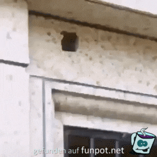 Miau Miau