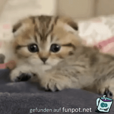 Sehr niedlich Sehr niedlich