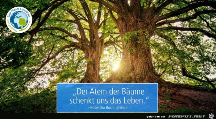Bäume Bäume