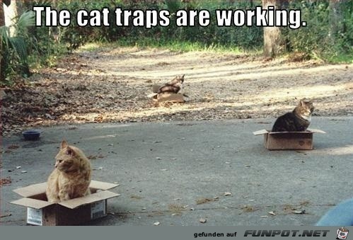 Die Katzenfallen funktionieren Die Katzenfallen funktionieren