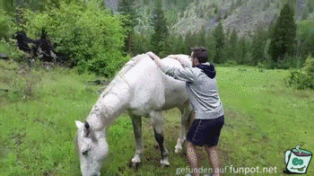 Pferd tritt aus