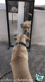 wer ist denn der Hund da wer ist denn der Hund da
