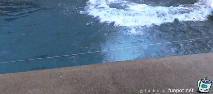 Eisbär Eisbär