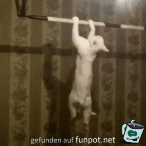 Klimmzüge Klimmzüge