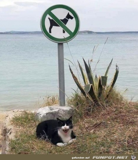 Katze freut sich Katze freut sich
