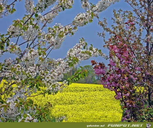 Der Fruehling kommt