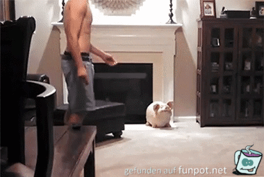 Katze weggedopst Katze weggedopst