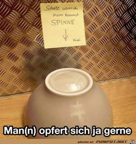 Böse Spinne Böse Spinne