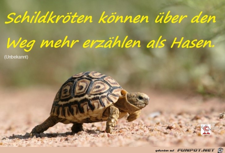 Schildkrten und der Weg