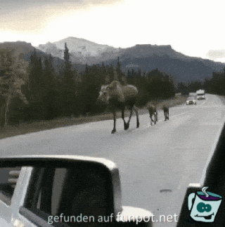 Elchfamilie Elchfamilie