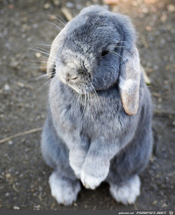 Die suessesten Haeschen zu Ostern 2