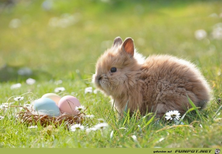 Die suessesten Haeschen zu Ostern 3