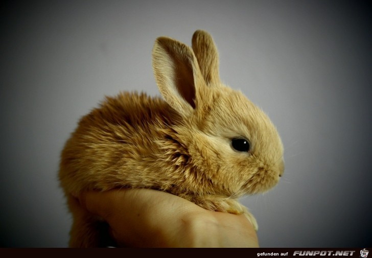 Die suessesten Haeschen zu Ostern 7 Die suessesten Haeschen zu Ostern 7