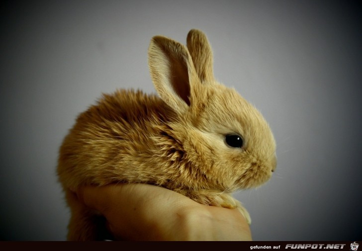 Die suessesten Haeschen zu Ostern 7