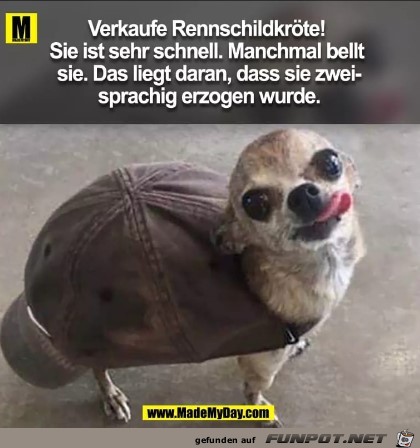 Rennschildkrte zu verkaufen