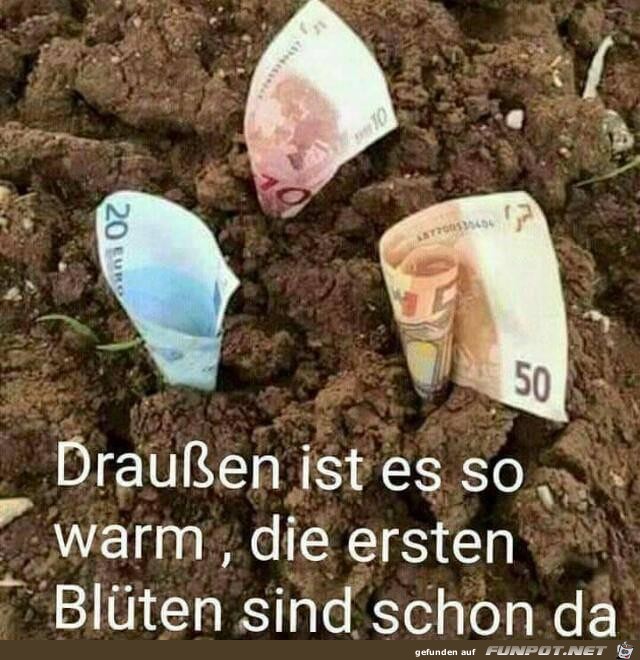 Die ersten Blüten Die ersten Blüten