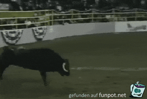Stier Stier