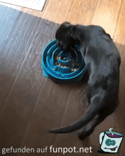 Futternapf Futternapf