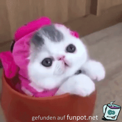 Miau Miau