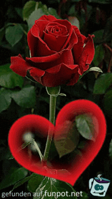 Rose mit Herz