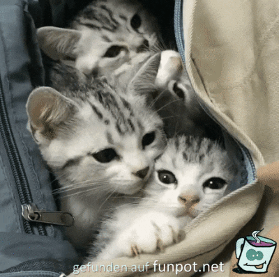 Katzen-Tasche