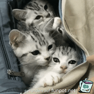 Katzen-Tasche Katzen-Tasche