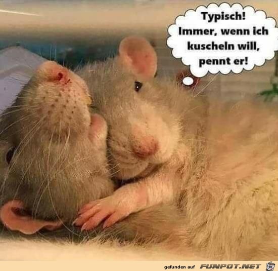 typisch typisch