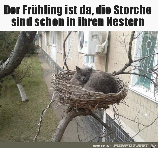 Die Storche sind da Die Storche sind da