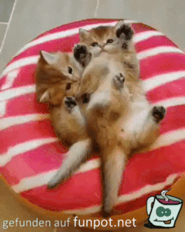 Sehr knuffig Sehr knuffig