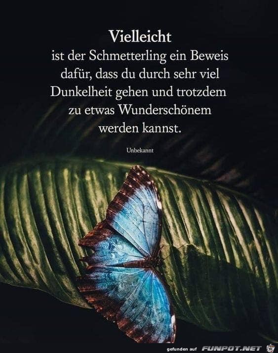 vielleicht ist der schmetterling