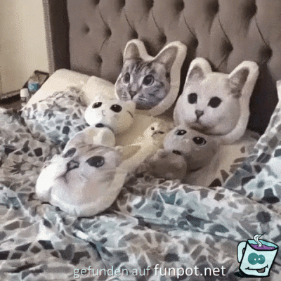 Umgeben von Katzen Umgeben von Katzen