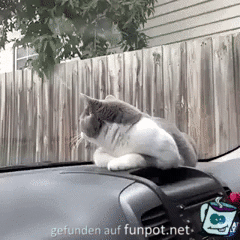 Was sind das für Dinger Was sind das für Dinger