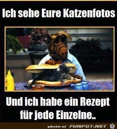 Katzenfotos Katzenfotos