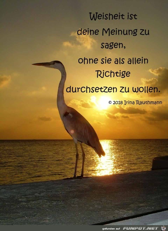 weisheit ist deine meinung zu sagen weisheit ist deine meinung zu sagen