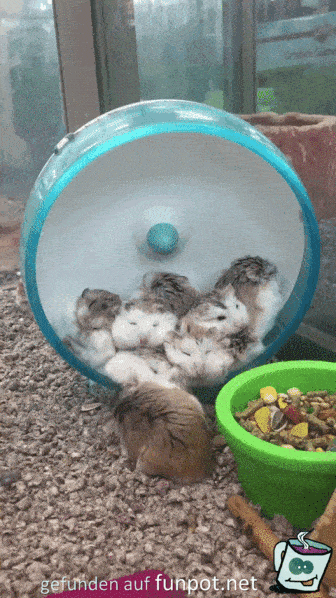 Erhöhtes Hamsteraufkommen Erhöhtes Hamsteraufkommen