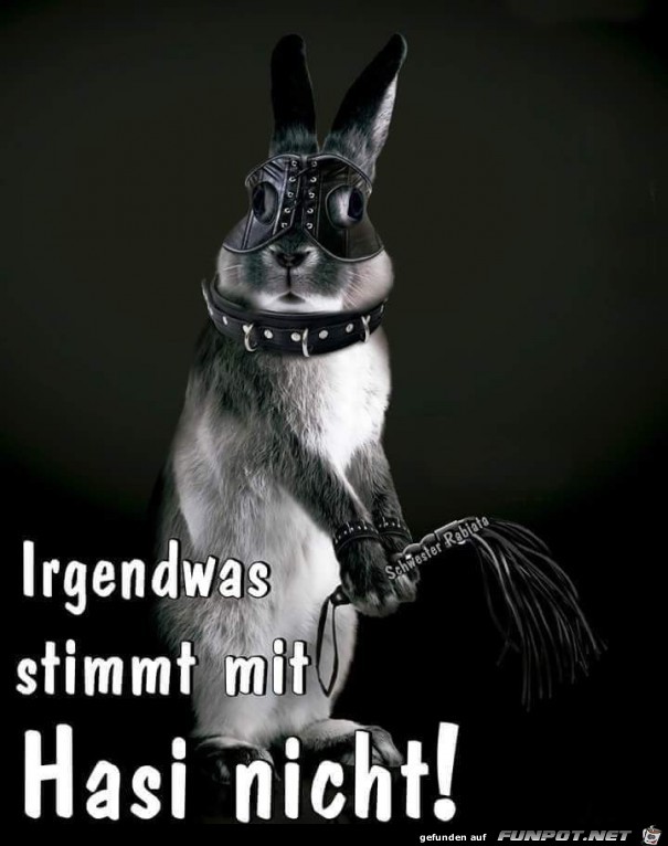 Hasi sieht komisch aus Hasi sieht komisch aus