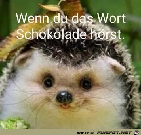 Schokolade Schokolade