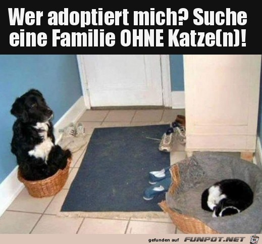 Suche Familie ohne Katze