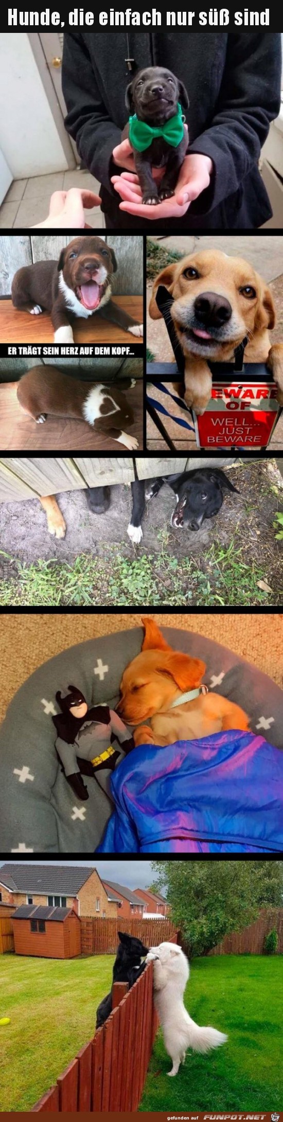 Süße Hunde Süße Hunde