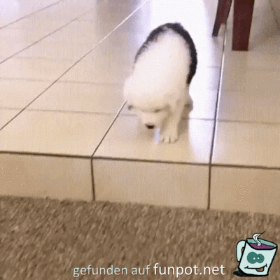 Plumps Plumps