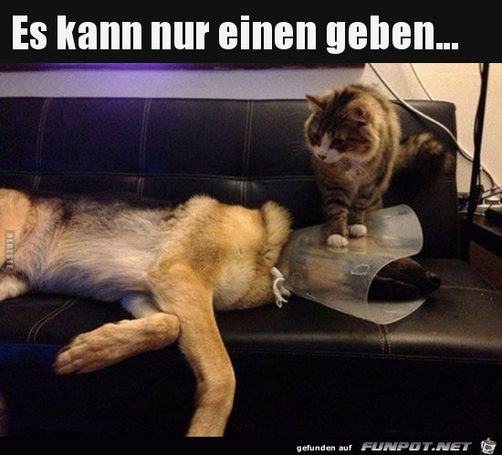 Typisch Katze