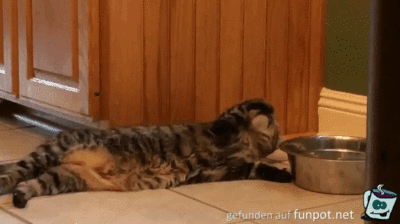 Faule Katze Faule Katze