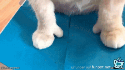Katze mit Daumen Katze mit Daumen