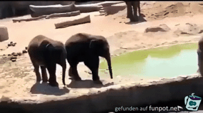 Frecher Elefant