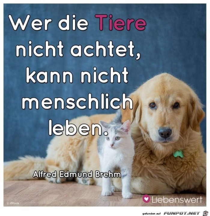 wer die tiere