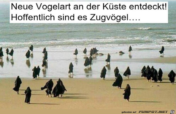 neue vogelart