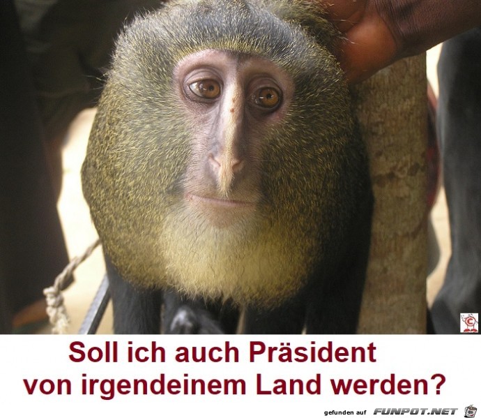 Präsident oder was Präsident oder was