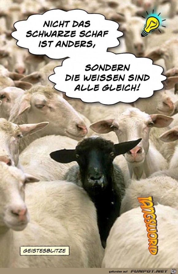 nicht das schwarze schaf ist anders nicht das schwarze schaf ist anders